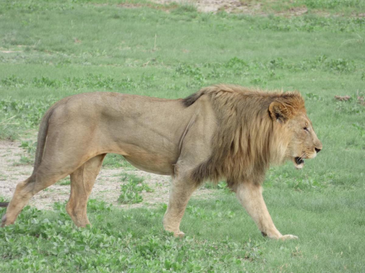 Villa Africa Guesthouse Tsumeb Zewnętrze zdjęcie